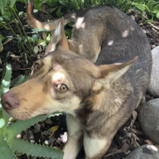 HERMOSA PERRITA | Raza Mestiza, cruza de Husky | Perdida