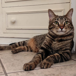 Foto de ROMEO
