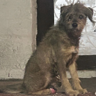 OREJAS | Raza Mestizo | Perdido