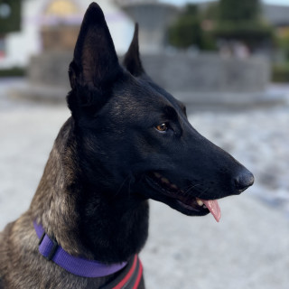 KIRA | Raza Pastor Belga Maliniois | Perdida