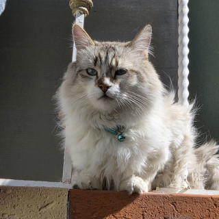 LUIS | Raza Balinés punto tabby | Perdido