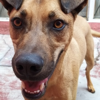 MARX | Raza Mestizo | Perdido