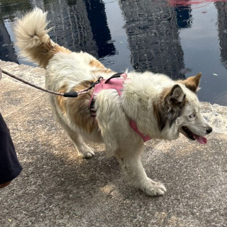 AKELA | Raza Mestiza, cruza de Husky Siberiano | Perdida