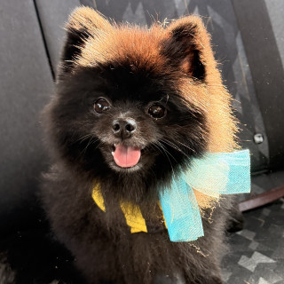 DORIAN | Raza Pomerania | Perdido