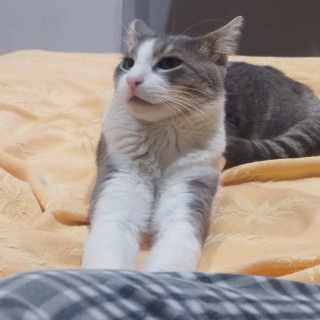 TOMMY | Raza Doméstico Américano de Pelo Corto | Perdido