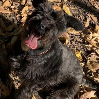 MILA | Raza Schnauzer | Perdida