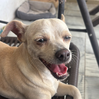 BELLA | Raza Mestiza, cruza de Chihuahua | Final Feliz