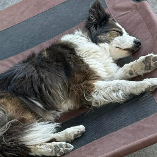 UMA | Raza Border Collie  | Perdida