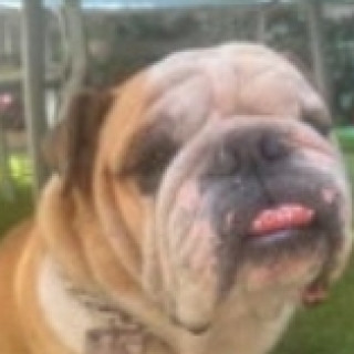 PANZÓN | Raza Bulldog Inglés  | Perdido