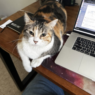 Foto de HERMOSA GATITA