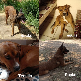 Foto de ROCKO Y TEQUILA