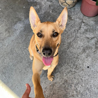 NALA | Raza Mestiza, cruza de Pastor Belga Malinois con Labrador | Perdida