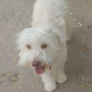 WALLY | Raza Mestizo, cruza de French Poodle con Husky Siberiano | Final Feliz