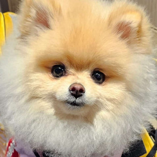 COCO CHACÓN | Raza Pomerania | Final Feliz