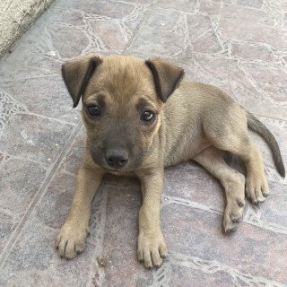 HERMOSA CACHORRITA | Raza Mestiza, cruza de Pastor Belga Malinois | En Adopción