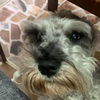 GROOT | Raza Schnauzer Miniatura  | Perdido