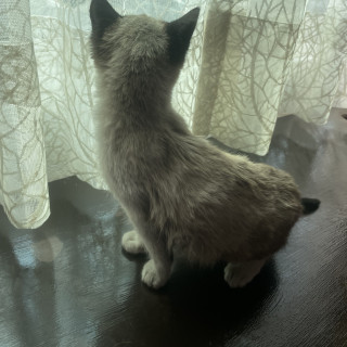  | Raza Snowshoes | Encontrada