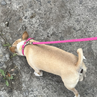 COOKIE | Raza Chihuahua | Perdida
