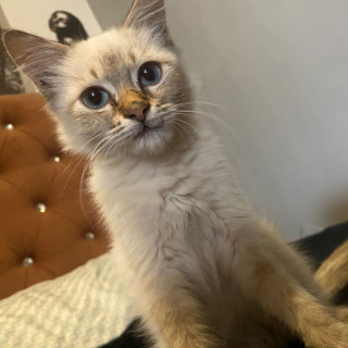 COCO | Raza Balinés Punto Tabby | Final Feliz