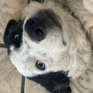 OREO | Raza Mestizo, posible cruza de Border Collie | Perdido