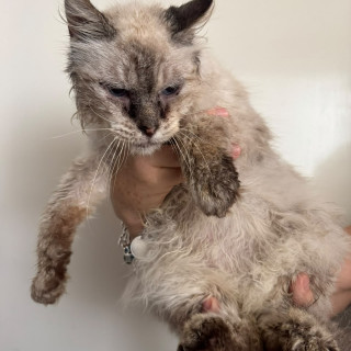  | Raza Balinés Punto Azul | Encontrada