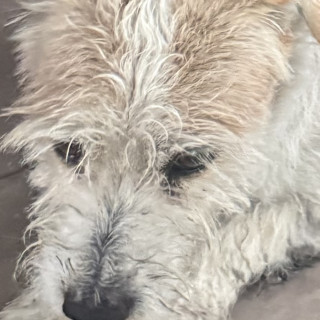  | Raza Mestizo | Encontrado