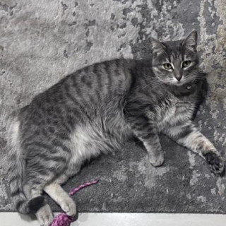 TABITA | Raza Doméstico Américano de Pelo Corto | Final Feliz