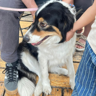  | Raza Mestiza, posible cruza de Border Collie | Final Feliz
