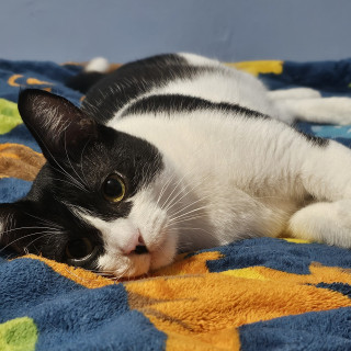 GATITO | Raza Doméstico Américano de Pelo Corto | Perdido