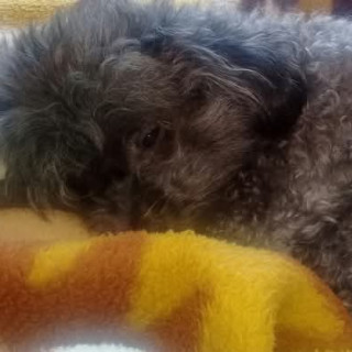 LUPITA | Raza French Poodle o Caniche | Perdida