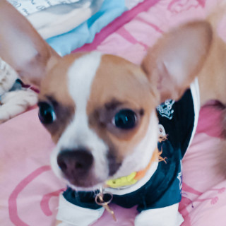 ROCKY | Raza Chihuahua | Perdido