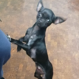 REXY | Raza Chihuahua | Perdida