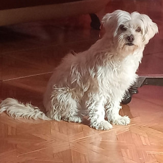 Foto de NIKO