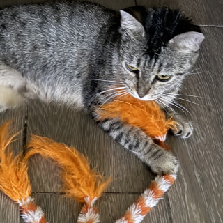 MICHA | Raza Doméstico Américano de Pelo Corto | Perdida