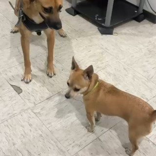PITUFINA | Raza Chihuahua | Perdida