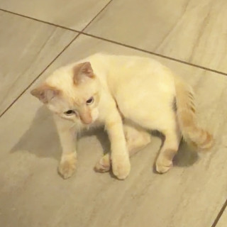 MITCHO | Raza Aslan o Siamés moderno, punto flama | Perdido