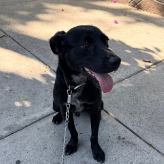 HUESOS | Raza Mestizo | En Adopción