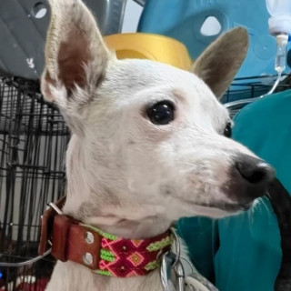 PAPI | Raza Chihuahua | Perdido