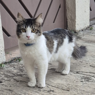 PELUSO | Raza Doméstico Americano de pelo semilargo | En Adopción