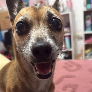 MOSHA | Raza Chihuahua | Perdida