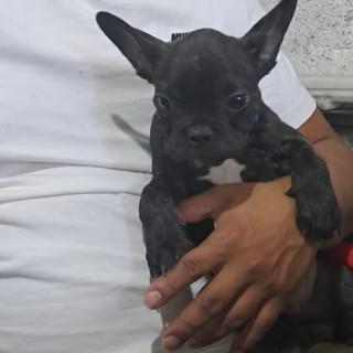 BATMAN | Raza Bulldog Francés  | Perdido