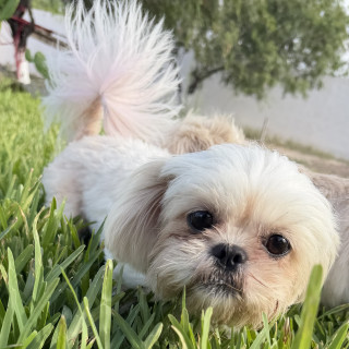 Foto de LUNA