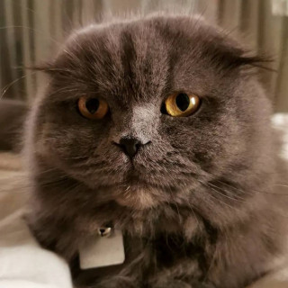 MOMOA | Raza Scottish Fold o Escocés de orejas dobladas, de pelo largo | Perdido