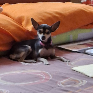 MELANIE | Raza Chihuahua | Perdida