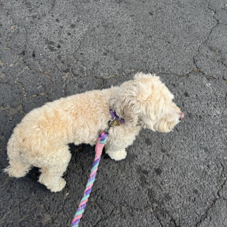 HENRY | Raza Mestizo, cruza de French Poodle con  Maltés,  (Maltipoo) | Perdido