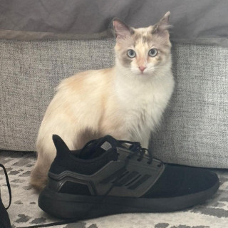 GATO | Raza Balinés punto Calicó | Perdida