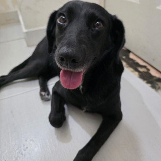 CUBA | Raza Mestiza, cruza de Labrador | Perdida