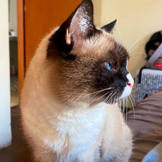 MÍA | Raza Snowshoes | Perdida