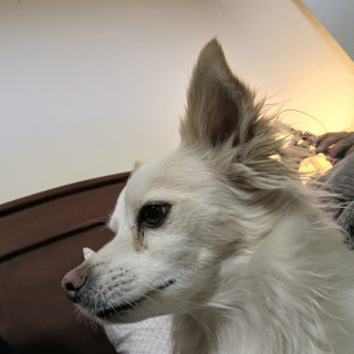 BENITO | Raza Mestizo, cruza de Chihuahua | Perdido