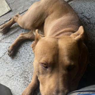 CANELO | Raza Mestizo, cruza de American Pitbull Terrier | Final Feliz